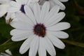 Plants and flowers of the Costa Vicentina Natural Park, Southwestern Portugal