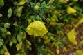 Plants and flowers of the Costa Vicentina Natural Park, Southwestern Portugal