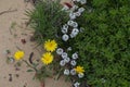 Plants and flowers of the Costa Vicentina Natural Park, Southwestern Portugal