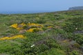 Plants and flowers of the Costa Vicentina Natural Park, Southwestern Portugal