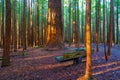 Redwoods Forest in Rotorua