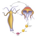 Life cycle of jellyfish Royalty Free Stock Photo