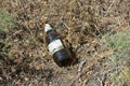 The thrown out glass bottle from under beer on the earth, not the behavior of people, a trash can. Royalty Free Stock Photo