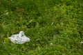 Thrown white bag on green grass