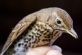 The thrush Royalty Free Stock Photo