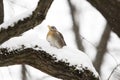 The thrush-ashberry eats snow in the Moscow botanical garden