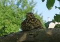 Thrush on a background of green leaves Royalty Free Stock Photo
