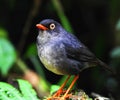 Thrush is a beautiful bird Royalty Free Stock Photo