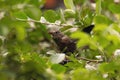 Thrush bird in chokeberry bushes