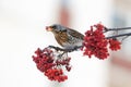 The thrush bird eats the ripe red Rowan berries in Park Royalty Free Stock Photo