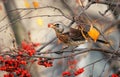 The thrush bird eats the sweet red Rowan berries in autumn Royalty Free Stock Photo