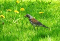 Thrush bird on grass Royalty Free Stock Photo