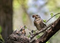 Thrush bird has brought worms to the nest of its hungry chicks and is feeding them in the spring park Royalty Free Stock Photo