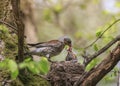 Thrush bird has brought worms to the nest of its hungry chicks and is feeding them in the spring park Royalty Free Stock Photo