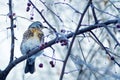 Thrush bird on the tree in winter Royalty Free Stock Photo