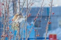 Thrush bird on the tree in winter Royalty Free Stock Photo