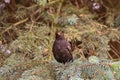 Thrush black sits on a branch