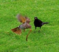 Thrush and blackbird