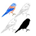 Thrush Bluebird small bird a background vintage vector illustration editable