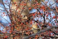 Thrush on branch of toringo crabapple tree Royalty Free Stock Photo