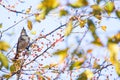 A Thrush on branch of toringo crabapple tree Royalty Free Stock Photo