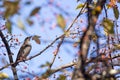 A Thrush on branch of toringo crabapple tree Royalty Free Stock Photo