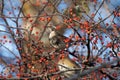 Thrush on branch of toringo crabapple tree Royalty Free Stock Photo