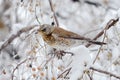 Thrush on branch (Turdus Obscurus) Royalty Free Stock Photo