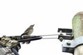 Thrush on cable wire Royalty Free Stock Photo