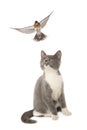 Thrush and cat Royalty Free Stock Photo