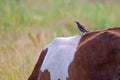 Thrush catching midges on the back of the cow Royalty Free Stock Photo