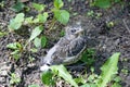 A thrush chick flying out of the nest. Little bird Royalty Free Stock Photo