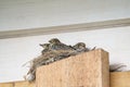Thrush chicks are sitting in a nest against a wooden wall of the house Royalty Free Stock Photo