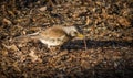 Thrush eating earthworm on the ground.