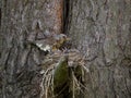 The thrush feeds its chicks. The chicks sit in the nest and demand food. Natural background with thrush family