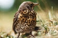 A thrush in the grass, a close-up of a thrush, a close-up of a bird in the grass Royalty Free Stock Photo