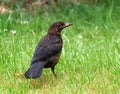 Thrush on lawn, with food in beak