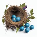 Thrush nest with blue eggs isolated on white background close-up Royalty Free Stock Photo