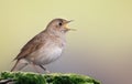 Thrush nightingale, Luscinia luscinia. A bird sings on an old log covered with moss Royalty Free Stock Photo