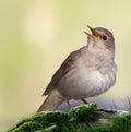 Thrush nightingale, Luscinia luscinia. A bird sings on an old log covered with moss Royalty Free Stock Photo