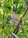 Thrush nightingale, Luscinia luscinia. A bird sings on an old log covered with moss Royalty Free Stock Photo