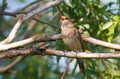 Thrush Nightingale, Luscinia luscinia. A bird sits on a tree branch and sings Royalty Free Stock Photo