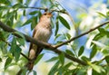 Thrush Nightingale, Luscinia luscinia. A bird sits on a tree branch and sings Royalty Free Stock Photo