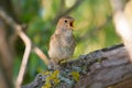 Thrush Nightingale, Luscinia luscinia. A bird sits on a tree branch and sings Royalty Free Stock Photo