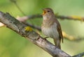 Thrush Nightingale, Luscinia luscinia. A bird sits on a tree branch and sings Royalty Free Stock Photo