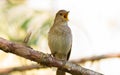 Thrush Nightingale, Luscinia luscinia. A bird sits on a tree branch and sings Royalty Free Stock Photo