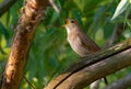 Thrush Nightingale, Luscinia luscinia. A bird sits on a tree branch and sings Royalty Free Stock Photo