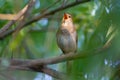 Thrush Nightingale, Luscinia luscinia. A bird sits on a tree branch and sings Royalty Free Stock Photo