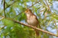 Thrush Nightingale, Luscinia luscinia. A bird sits on a tree branch and sings Royalty Free Stock Photo