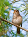 Thrush Nightingale, Luscinia luscinia. A bird sits on a tree branch and sings Royalty Free Stock Photo